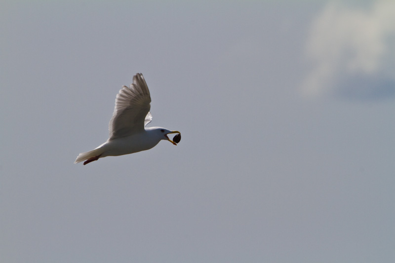 Gull With Clam